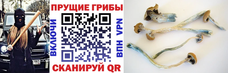 Псилоцибиновые грибы мицелий  ссылка на мегу tor  Суджа 